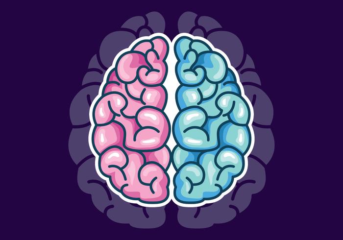 Human Brain Hemispheres Vector