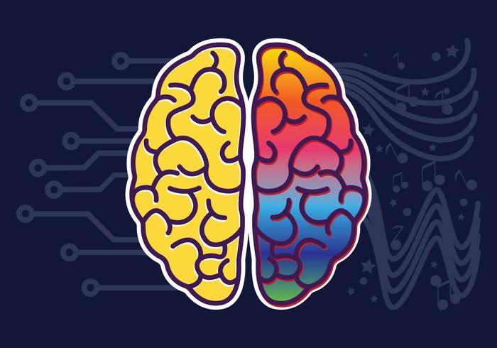 Vector de hemisferios de cerebro humano