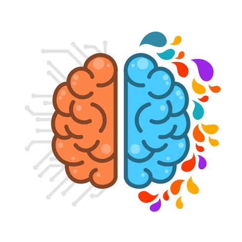 Flat Simple Human Brain HemisPheres  vector