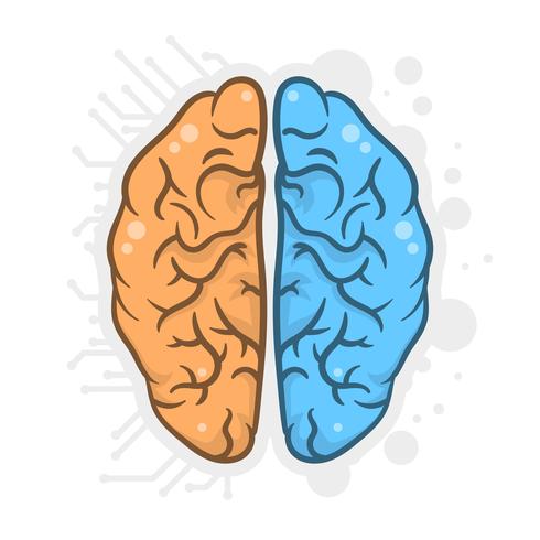 Dibujados a mano cerebro humano hemisferios ilustración vector