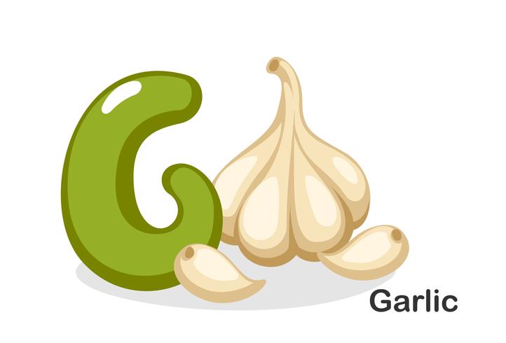 G for garlic vector