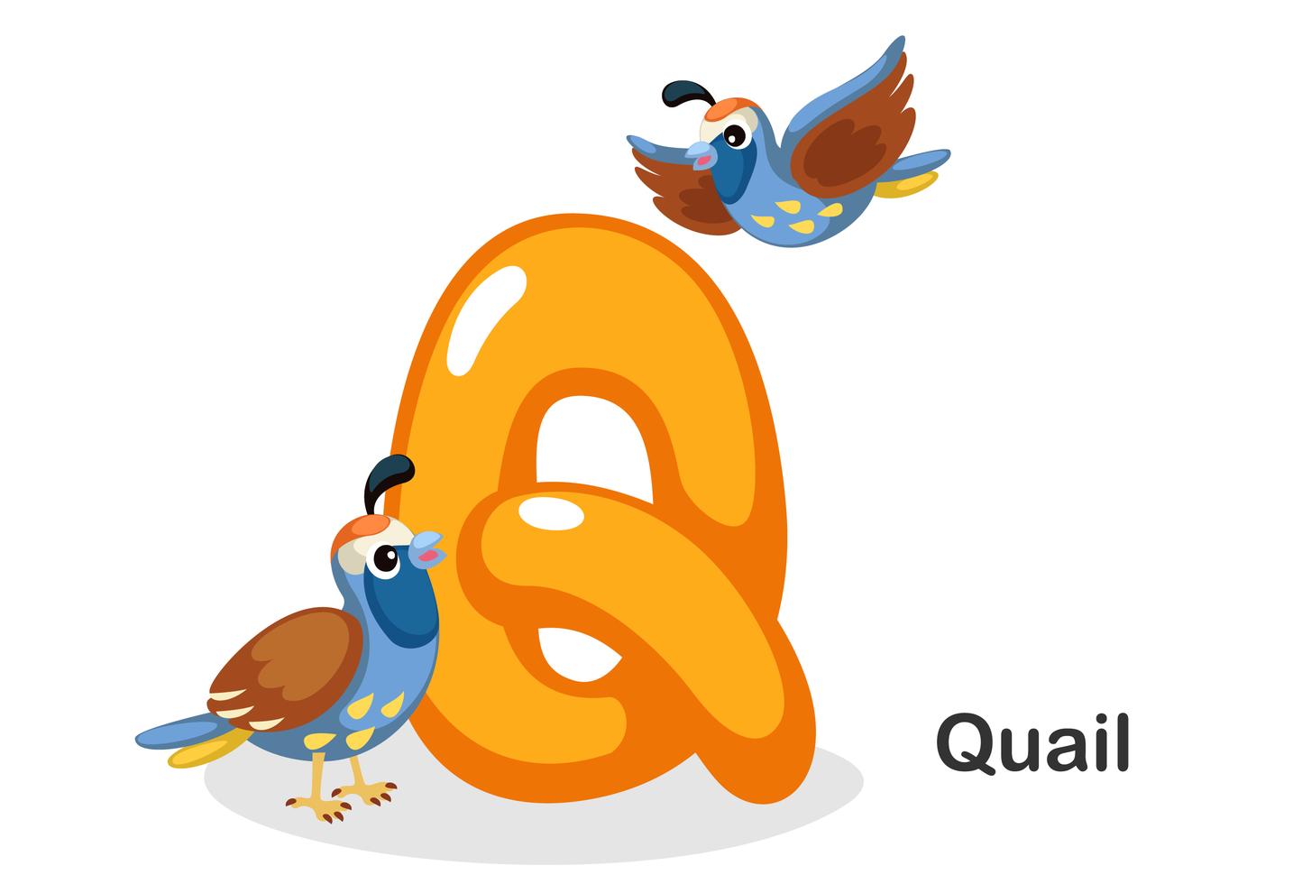 Q for quail 518009 Vector Art at Vecteezy