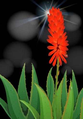 Flor de aloe vera sobre fondo negro vector