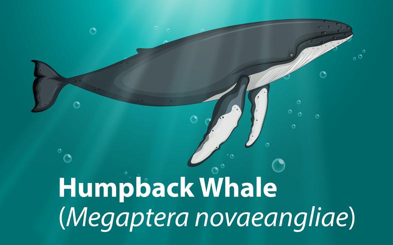 Ballena jorobada en el océano profundo vector