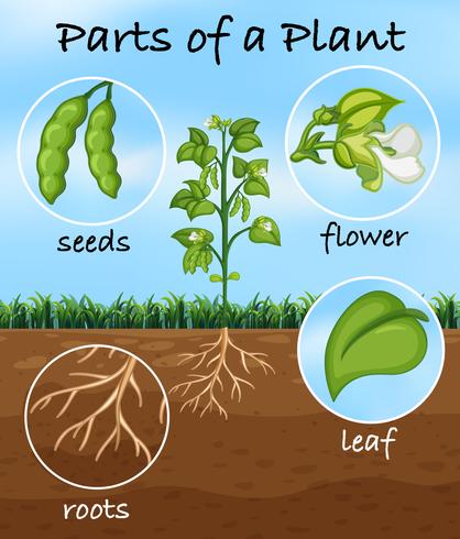 Partes de una planta vector