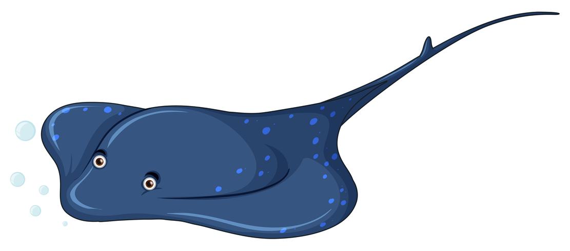 A stingray on white background vector