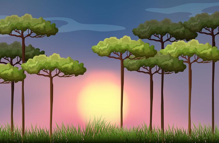 Nature scene at sunset vector