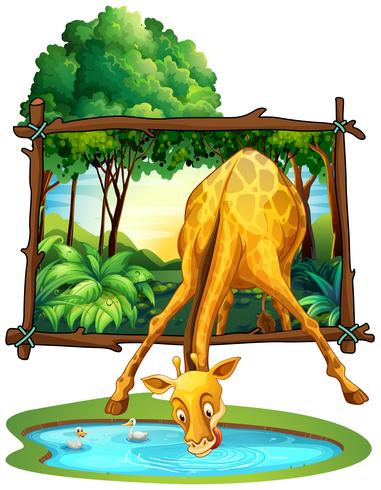 Giraffe drinking water in the jungle vector