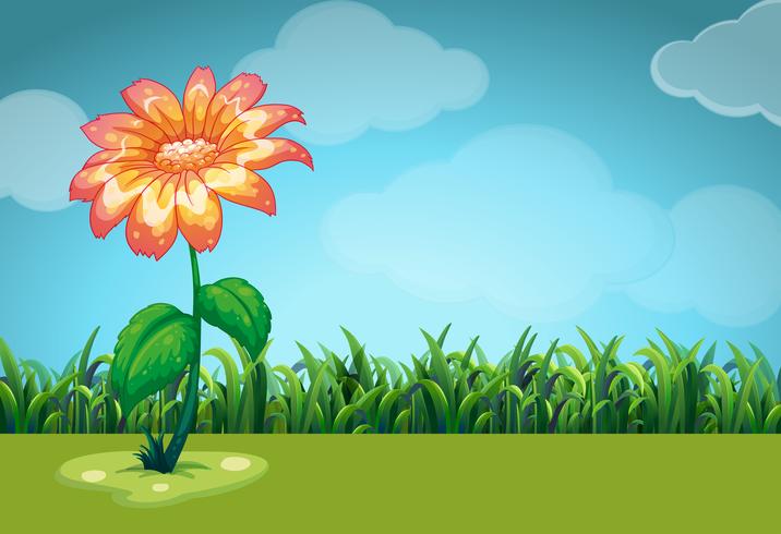 Scene with orange flower in the field vector