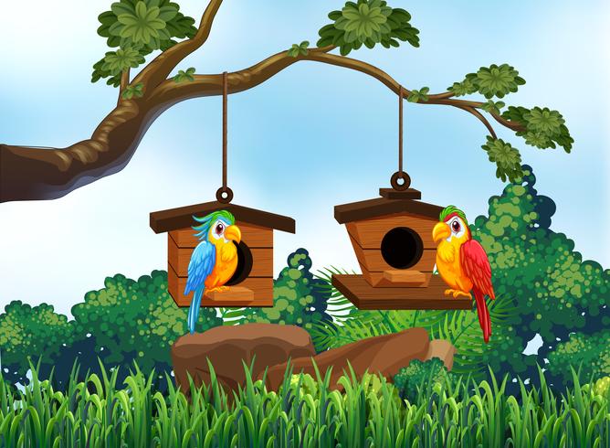 Garden scene with two parrots vector