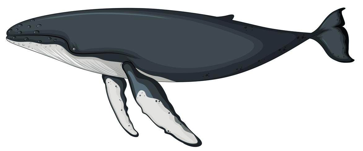 Un personaje de ballena sobre fondo blanco vector
