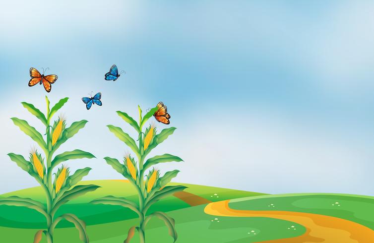 Un campo de maíz en la colina con mariposas. vector