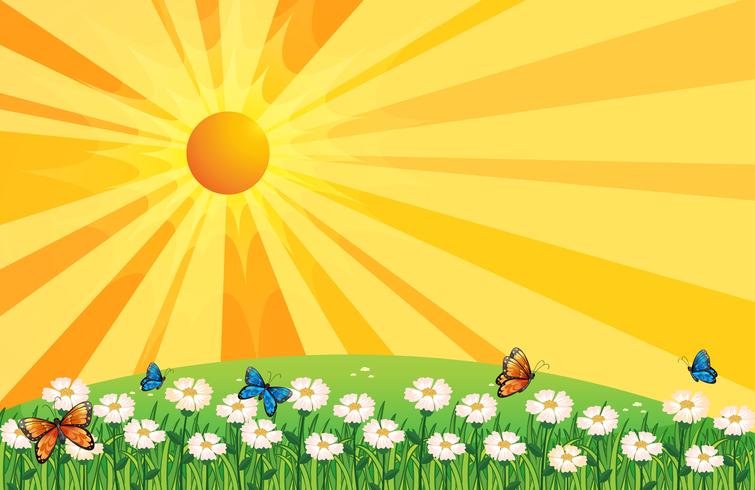 A sunset scenery with butterflies in the garden vector