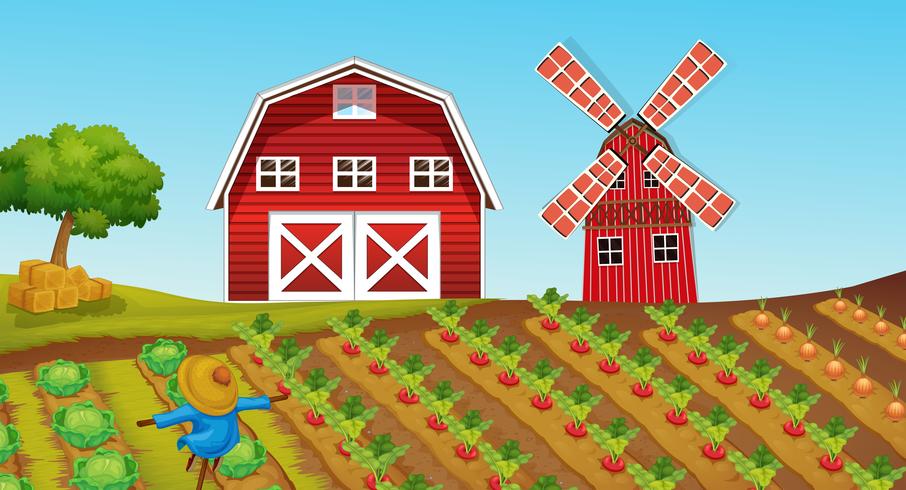 Farmland with crops on the farm vector