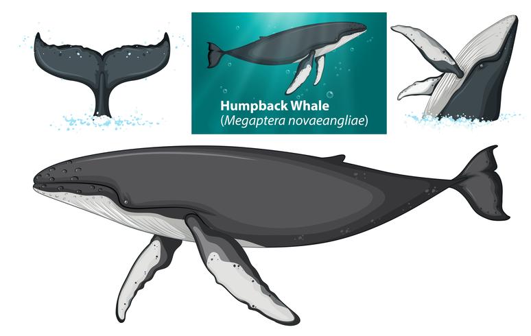 A humpback whale character vector