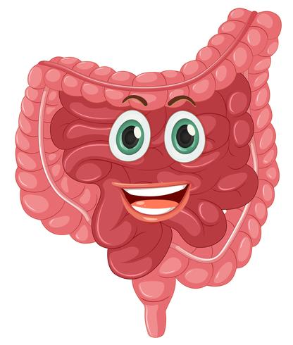 A happy healthy intestine vector