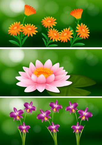 Background design with different types of flowers vector