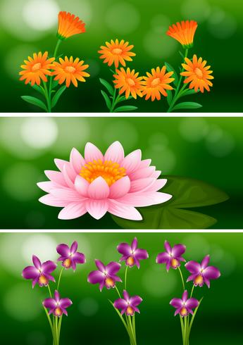 Diseño de fondo con diferentes tipos de flores. vector