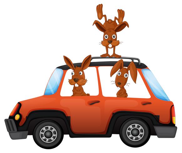 Rabbit in the car vector