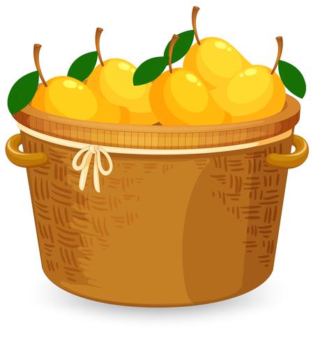 A basket of mango vector