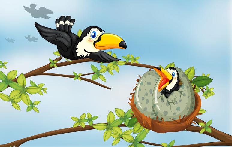 Toucan birds on the nest vector