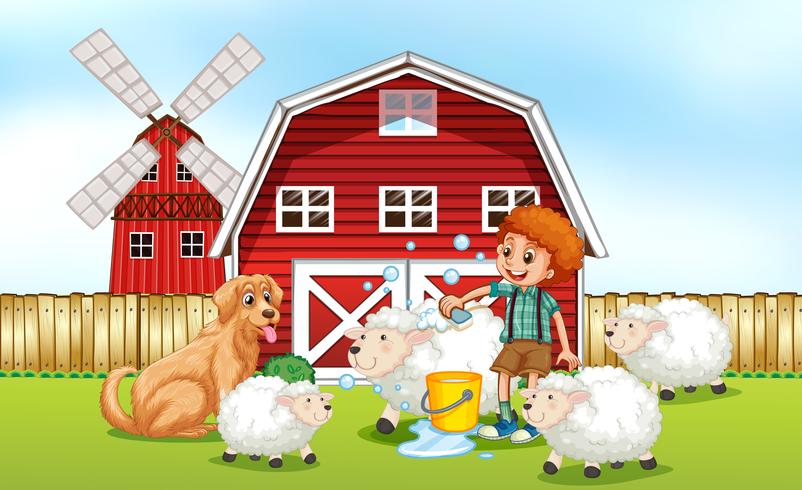 Boy giving sheep bath in the farm vector