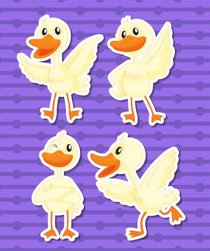 Duck vector