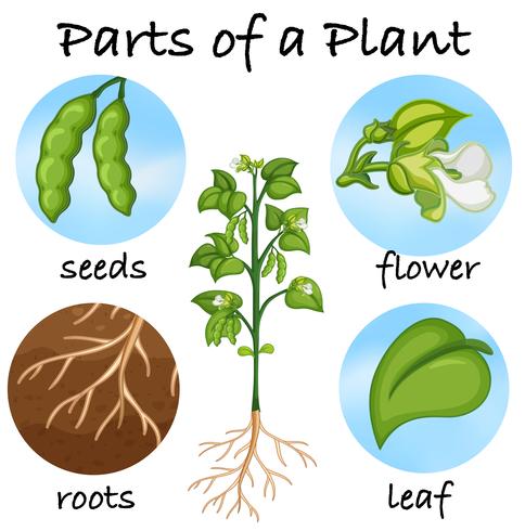 Parts of a plant vector