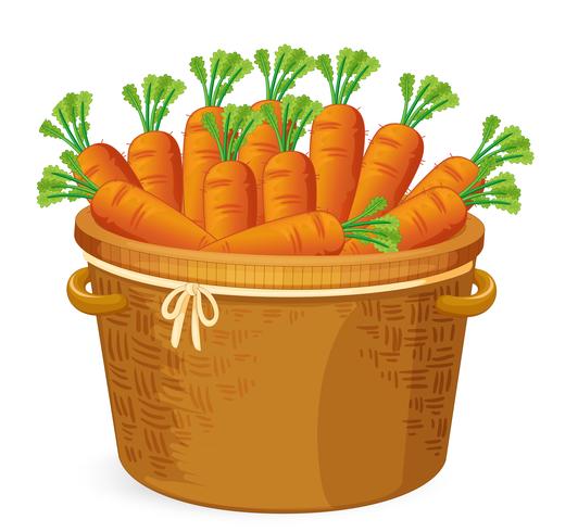 Carrot in in basket weaving vector