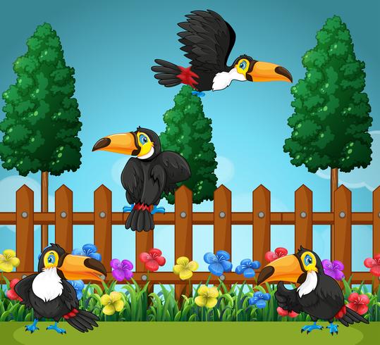 Toucans flying in the garden vector