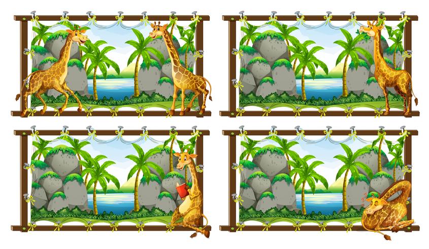 Cuatro escenas de jirafa junto al lago. vector
