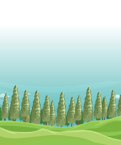 A field with pine trees vector