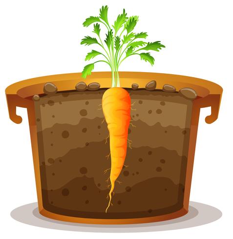 Carrot in pot half view vector