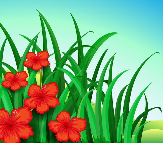 A garden of red flowers vector