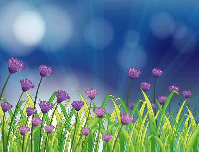 A garden with fresh violet flowers vector