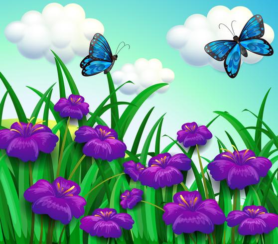 Dos mariposas azules en el jardín con flores violetas. vector