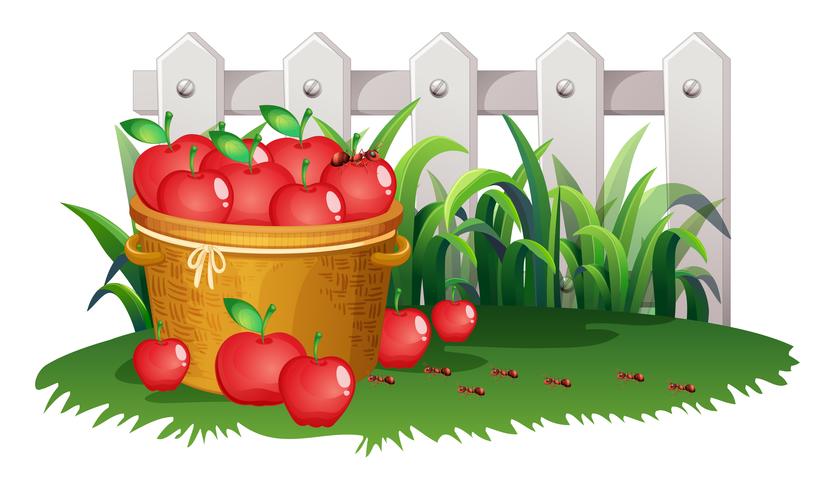 Basket of apples in garden vector