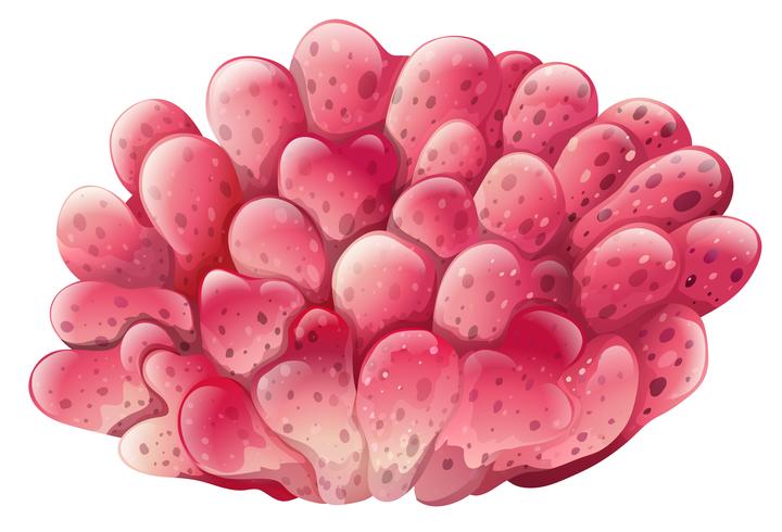 A pink coral reef vector