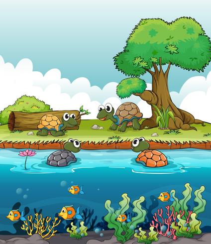 A river and a smiling turtles vector