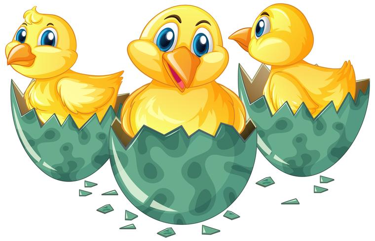 Three little chicks hatching eggs vector