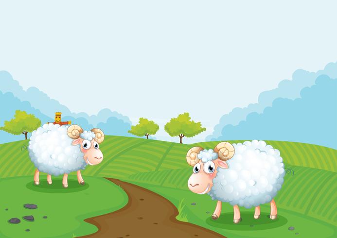 Two sheeps in the farm vector