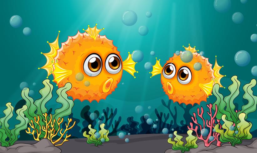 Two puffer fishes under the sea vector