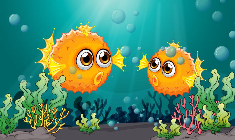 Two puffer fishes under the sea vector