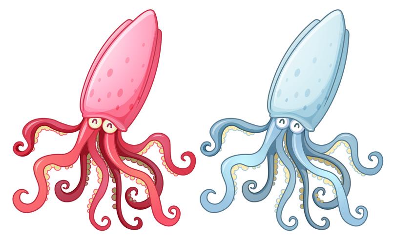 Two squids vector