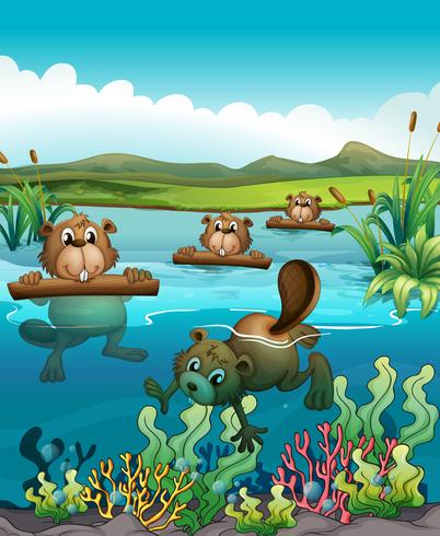 Four beavers playing in the river