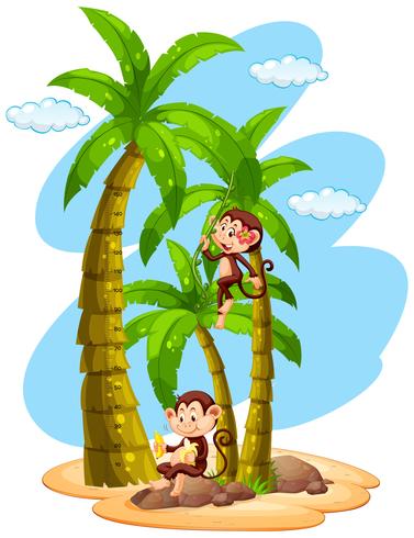 Growth chart ruler with two monkeys on tree vector