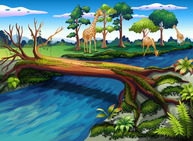 A flowing river at the forest vector