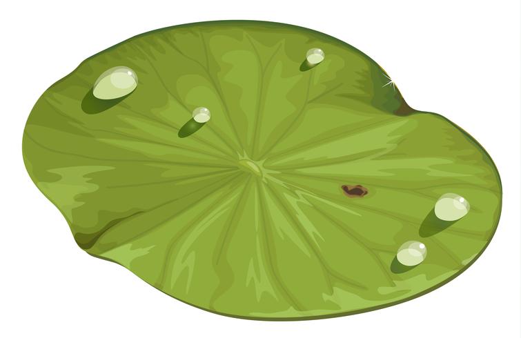 lotus leaf vector