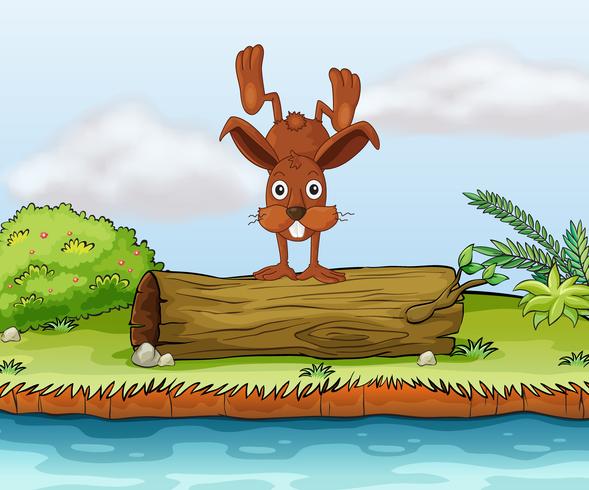 Rabbit on a log vector