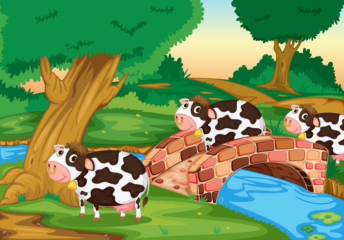 3 vacas vector